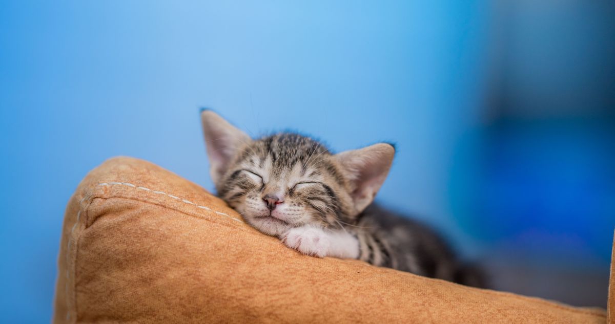 Por qué el Día Mundial del Gato se celebra tres veces al año, cuál es el verdadero día internacional de los gatos en el mundo y por qué se celebran.