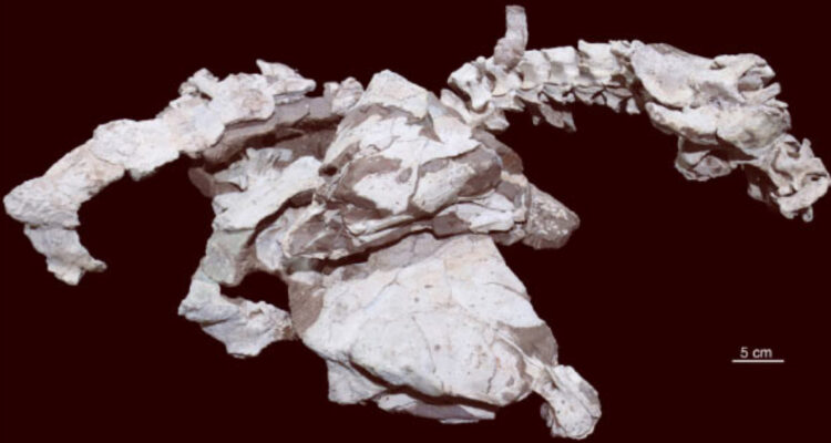 Descubren una nueva especie de dinosaurio acorazado con cuernos en sus mejillas