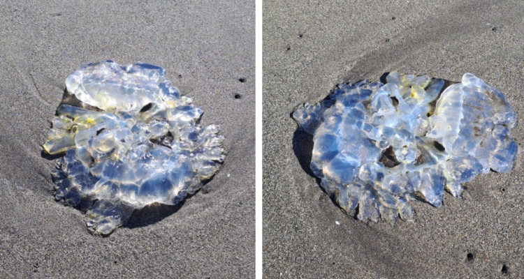 Advierten presencia de medusas muertas en las costas de Valdivia: se descartaría fragata portuguesa