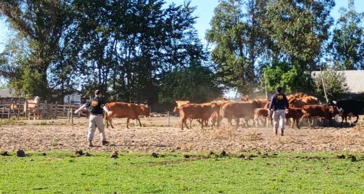 PDI recupera 40 vacunos que fueron robados en Chillán: estaban ocultos en predio en Bulnes