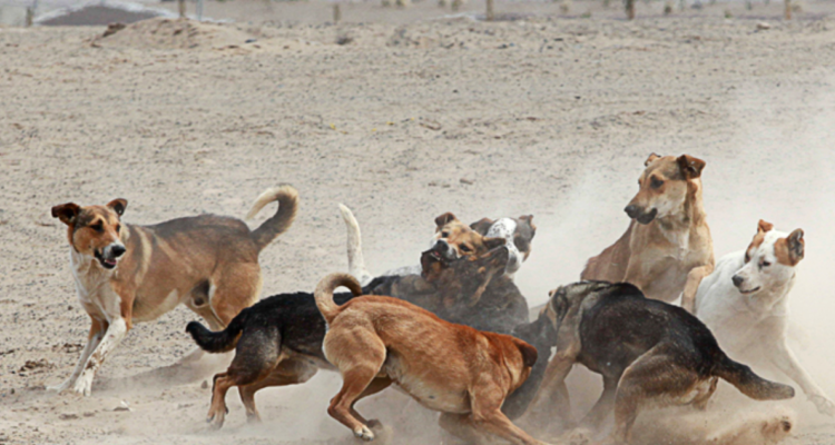 “Grité, grité”: mujer denuncia grave ataque de perros en Concepción por el que debió ser hospitalizada