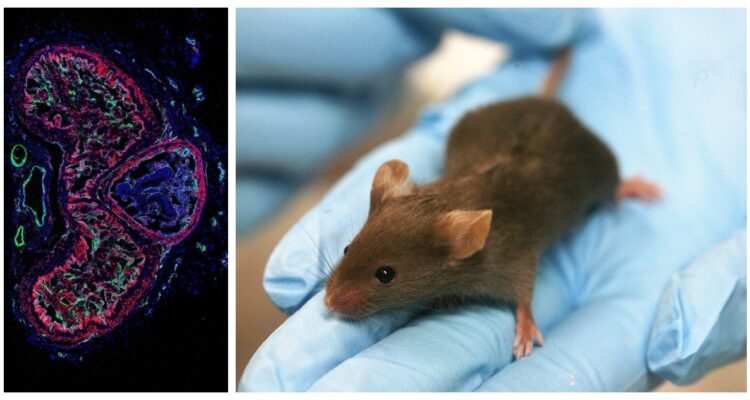 La disfunción eréctil afecta al menos al 20 % de los hombres, pero Science publicó un estudio que genera expectativas de una posible cura.