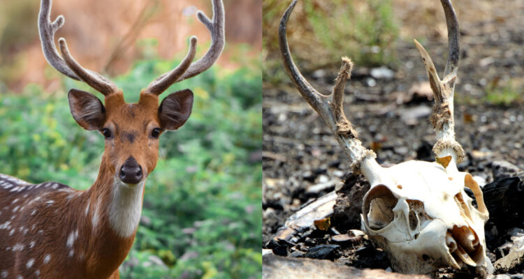 Expertos alertan por brote de “enfermedad del ciervo zombi” en EEUU: ¿Puede contagiar a humanos?