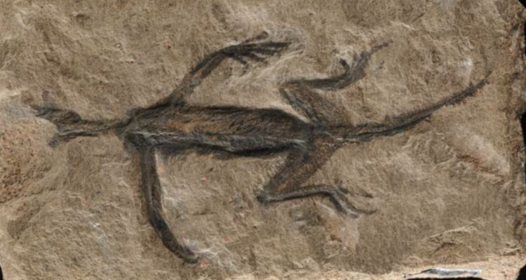Modificado artificialmente: histórico reptil fósil más antiguo de Los Alpes fue falsificado
