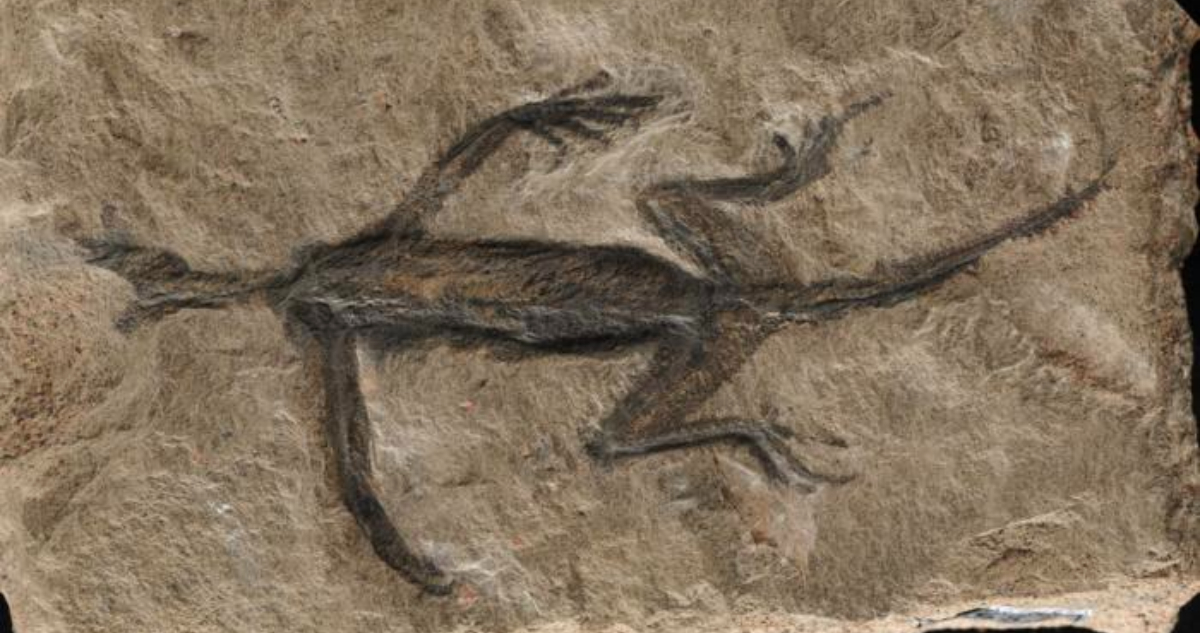 Modificado artificialmente: histórico reptil fósil más antiguo de Los Alpes fue falsificado