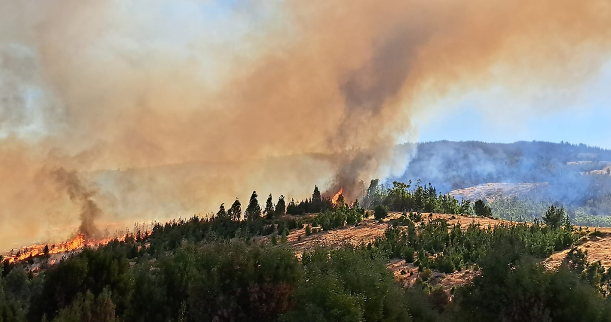 Incendio forestal descontrolado obliga a evacuar sector Ipinco en la comuna de Purén