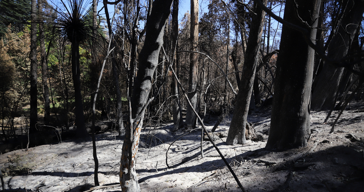 Incendios Valparaíso