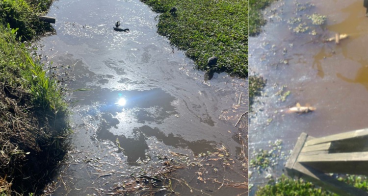 Por alta concentración de fecas: exigen cierre perimetral de Humedal Bayona en San Pedro de la Paz