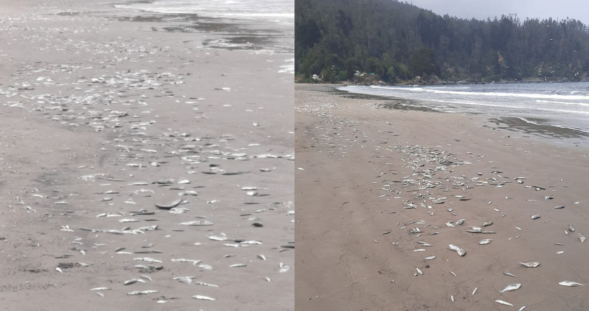 Reportan varazón de casi una tonelada de peces en playa de Lota: se atribuye a fenómeno del niño