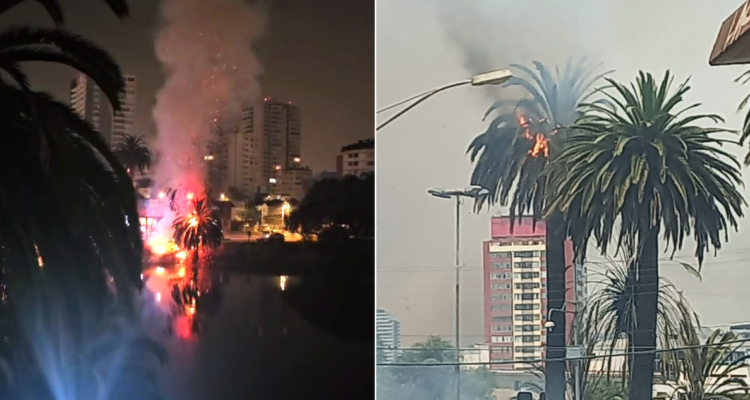 Fuego en 4 palmeras en pleno centro de Viña del Mar gatilla dudas sobre intencionalidad de incendios