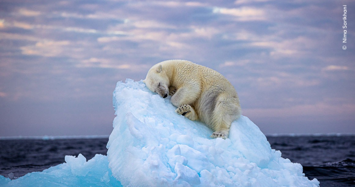 “Ha despertado fuertes emociones”: foto de oso dormido gana concurso de Museo de Historia Natural de Londres