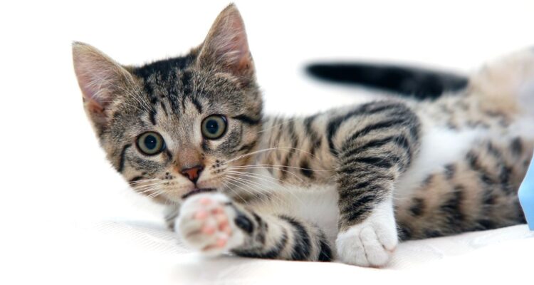 Cómo hacer a tus gatos felices en el Día Mundial o Internacional del Gato, para celebrar a los felinos