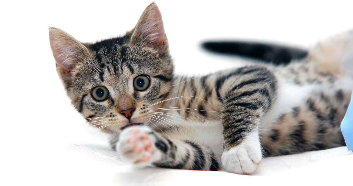 Cómo hacer a tus gatos felices en el Día Mundial o Internacional del Gato, para celebrar a los felinos