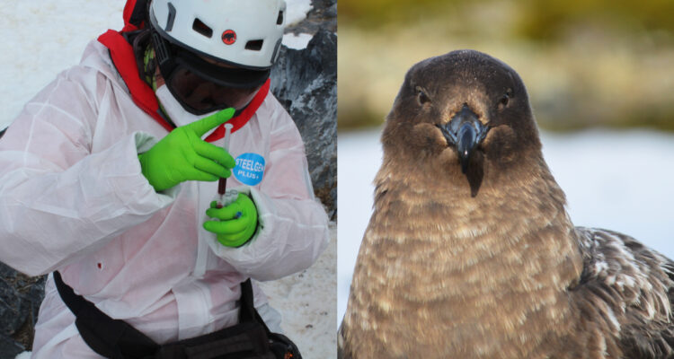 Confirman presencia de gripe aviar en la Antártica: llegó a una base argentina y dejó dos aves muertas