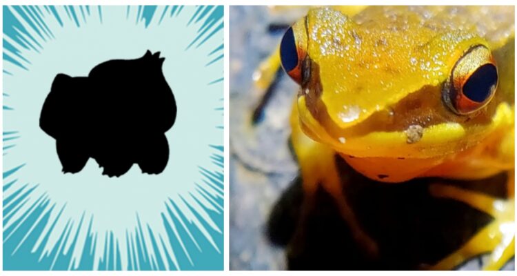 Durante una caminata por la naturaleza con amigos, un científico hizo un descubrimiento sorprendente: una rana con un hongo en su espalda.