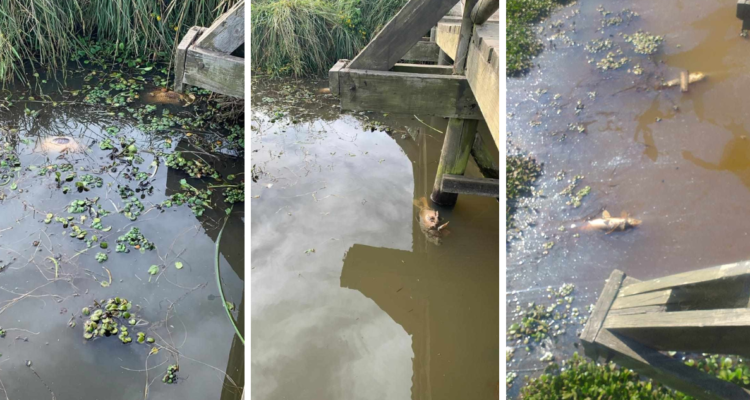 Contaminación en el humedal Bayona del Valle
