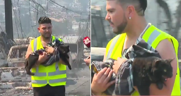 Gatito rescatado en incendio