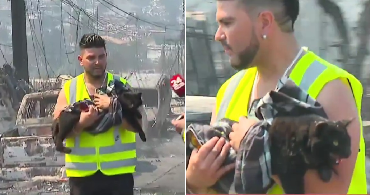 Gatito rescatado en incendio