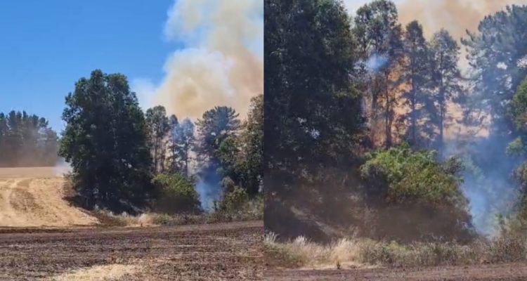 Alerta Amarilla para Purranque por incendio forestal.