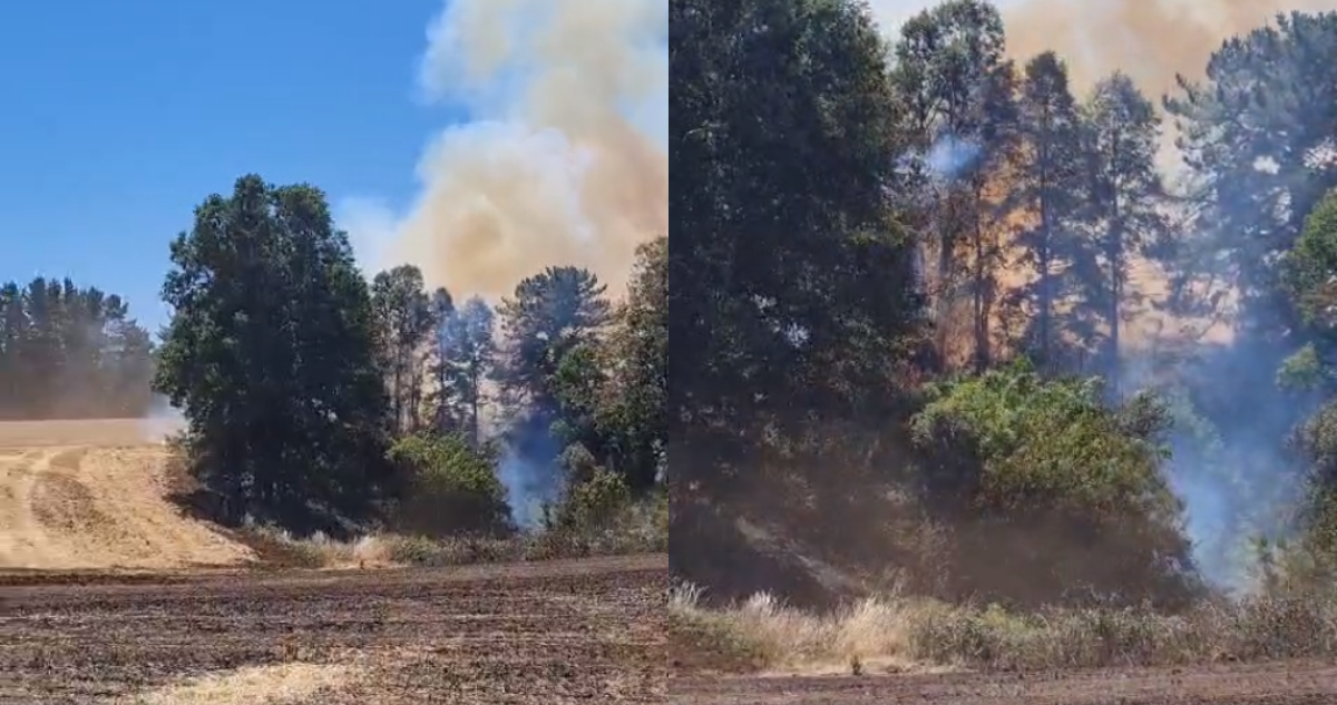 Alerta Amarilla para Purranque por incendio forestal.