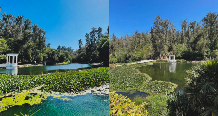 Bomberos de Viña del Mar confirma que el Jardín Botánico se quemó en su totalidad: hay cuatro muertos