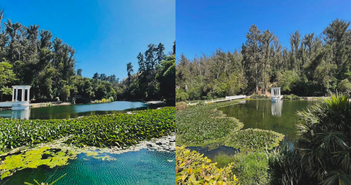 Bomberos de Viña del Mar confirma que el Jardín Botánico se quemó en su totalidad: hay cuatro muertos