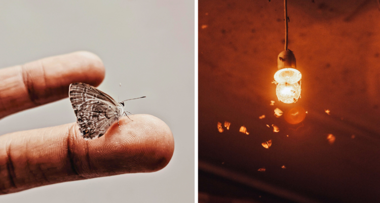 Las polillas no se sienten atraídas por la luz