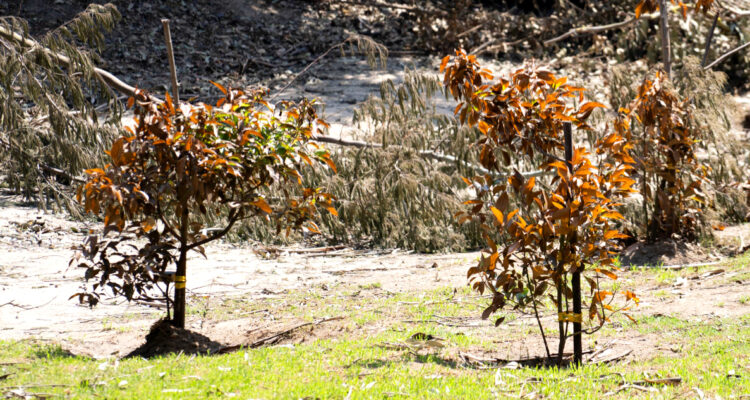 Los árboles que sobrevivieron a Hiroshima y ahora también al fuego en Jardín Botánico de Viña del Mar