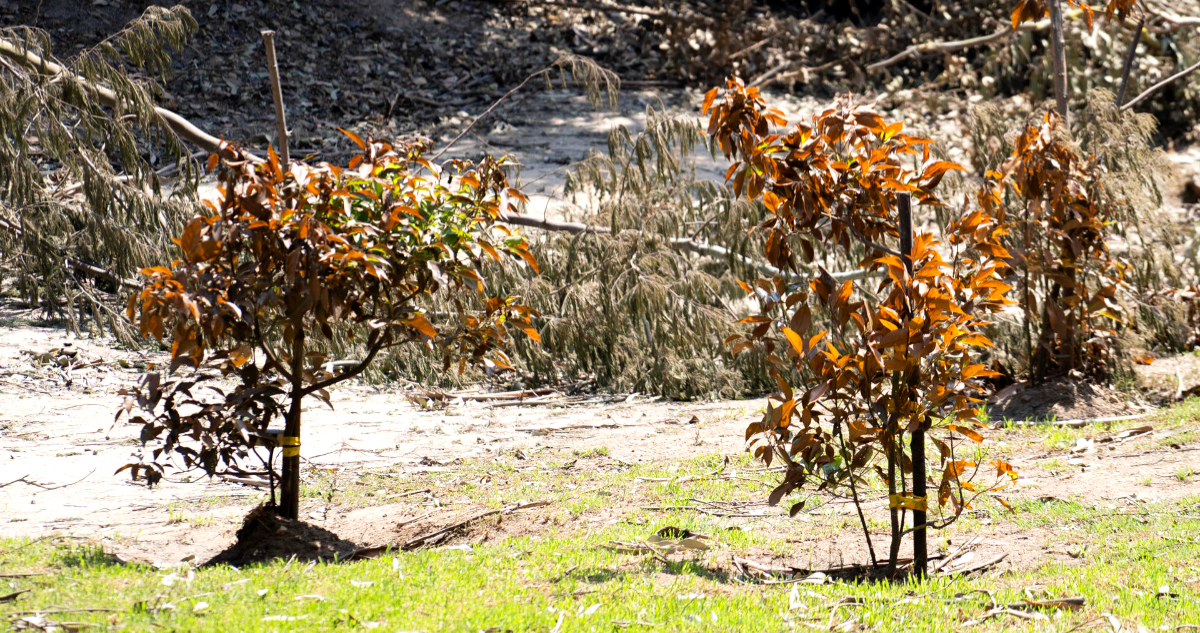 Los árboles que sobrevivieron a Hiroshima y ahora también al fuego en Jardín Botánico de Viña del Mar
