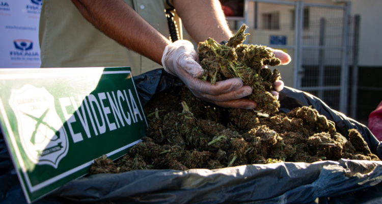 Histórico decomiso de marihuana en Monte Patria: encontraron más de 20 mil plantas y droga procesada
