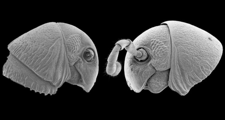 Descubren 5 nuevas especies de milpiés con “rostro extraterrestre” en las selvas africanas