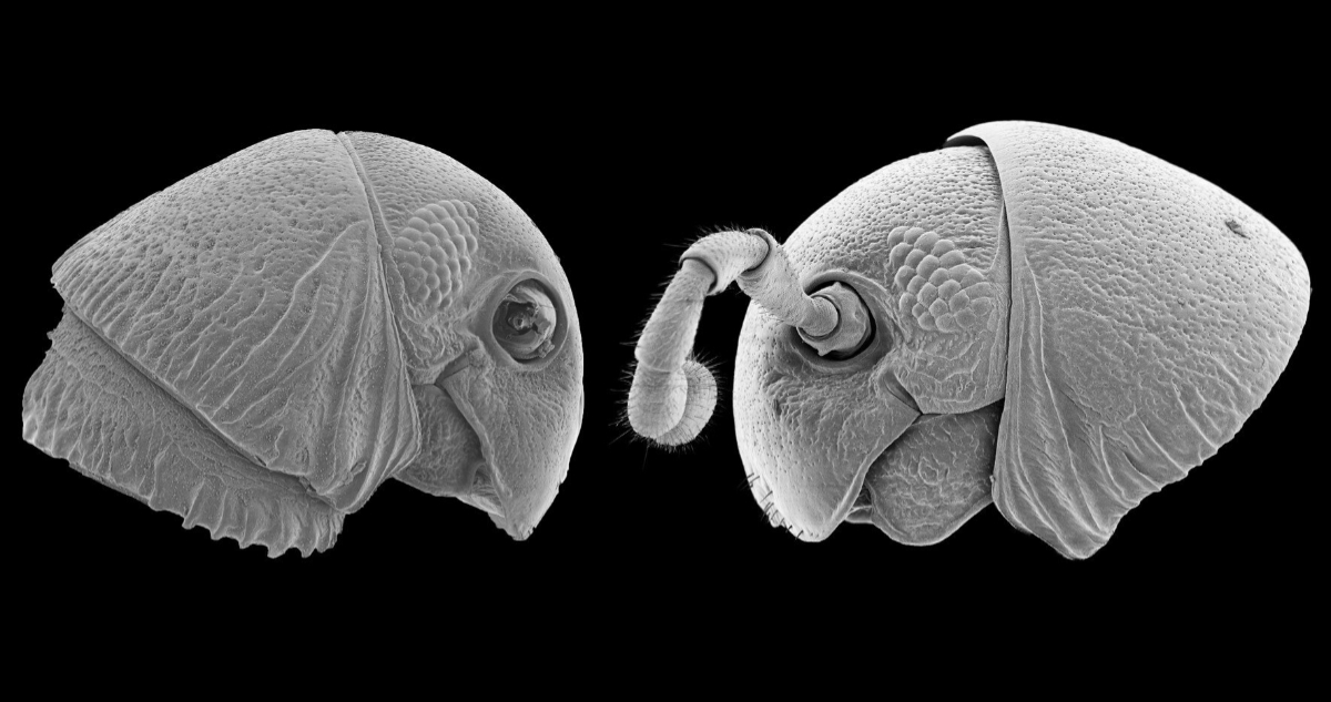 Descubren 5 nuevas especies de milpiés con “rostro extraterrestre” en las selvas africanas