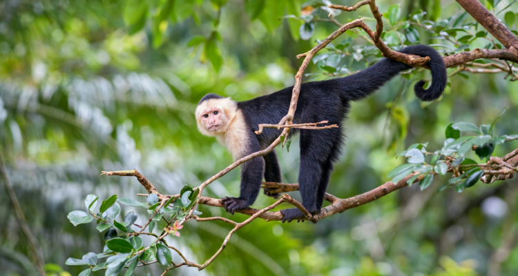 Un monito, con su cola porque no es un humano sin cola.