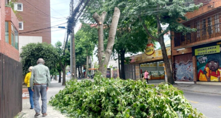 imagen de los árboles cortados en centro de Concepción