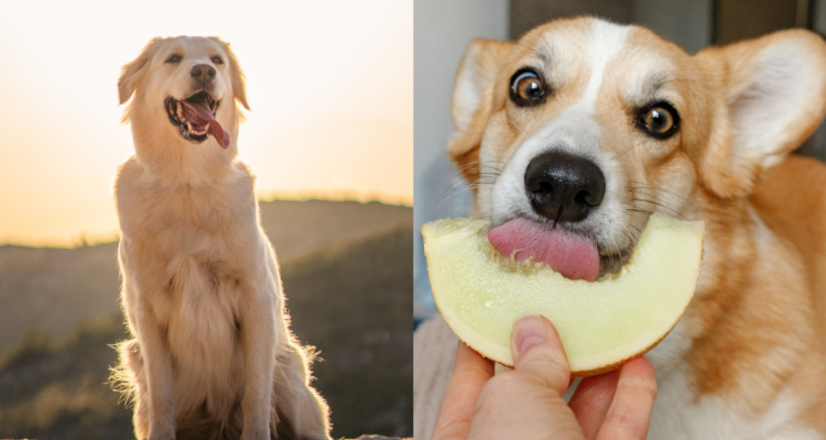 No da lo mismo lo que coman en época de calor: ¿cómo alimentar y cuidar a los perros en verano?