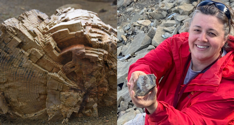 Descubren nuevas especies vegetales que vivieron con los dinosaurios en la Patagonia chilena