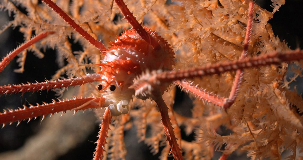 Científicos descubren montañas submarinas con más de 100 nuevas especies frente a las costas de Chile