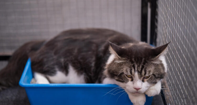 Cómo eliminar el olor a orina de gato: consejos de un experto y algunos trucos caseros