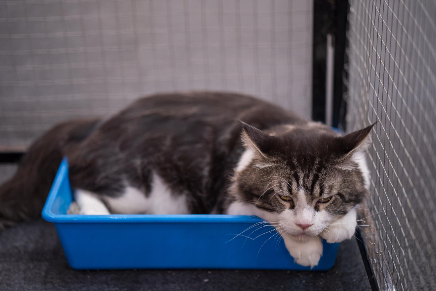 Cómo eliminar el olor a orina de gato: consejos de un experto y algunos trucos caseros