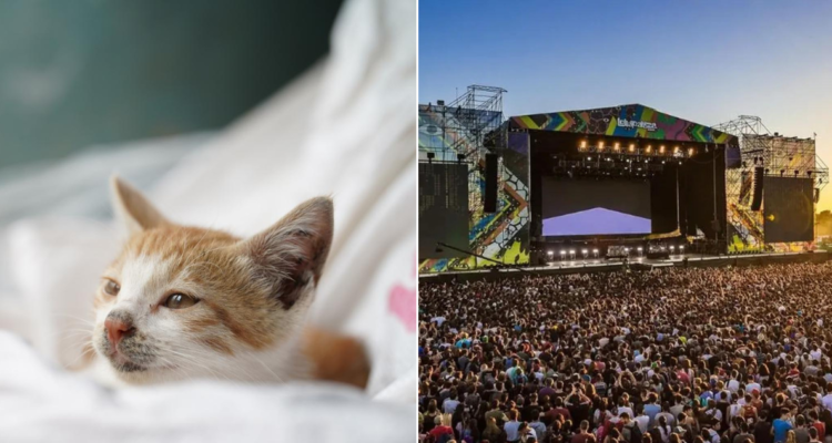 Lotus contra ONG por rifa de entradas