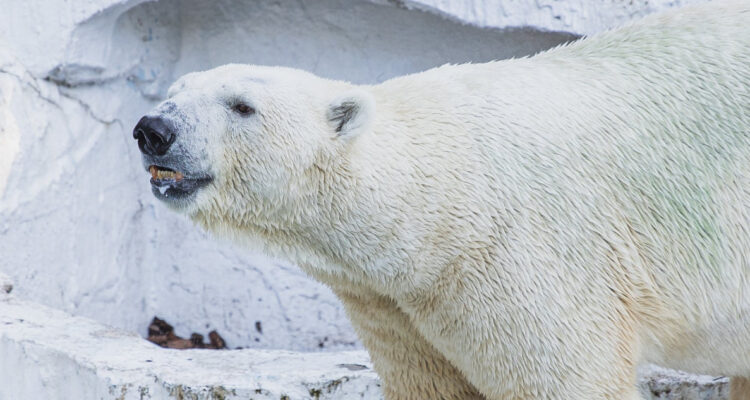 Los osos polares no podrán soportar los veranos más largos: el calor puede matarlos de hambre