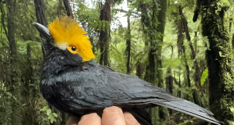 Científicos lograron encontrar casi una veintena de ejemplares del ‘pájaro perdido’, que se daba por perdido hace cerca de dos décadas.