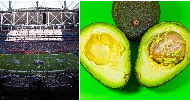 Los exportadores de palta mexicana sacan cuentas alegres ante gran pedido de EEUU por el Super Bowl