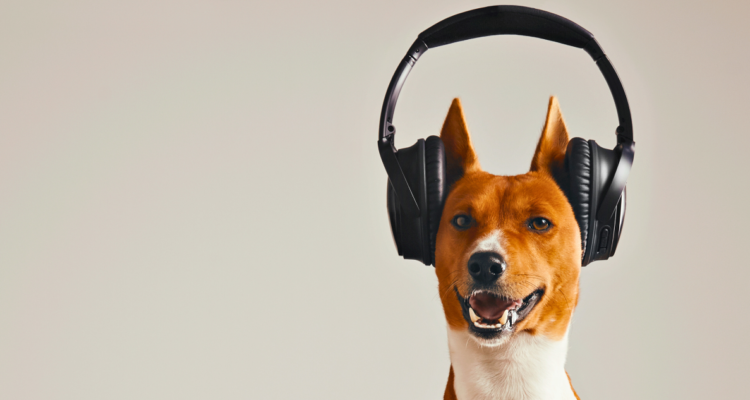 ¿Qué música le gusta escuchar a mi perro?: estudio asegura que los canes tiene sus preferencias