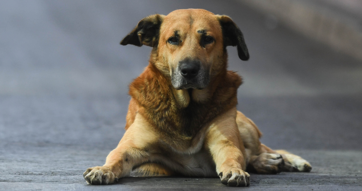 Funcionaria de la DT triunfa en tribunales tras funa en redes por acusación de abandonar un perro