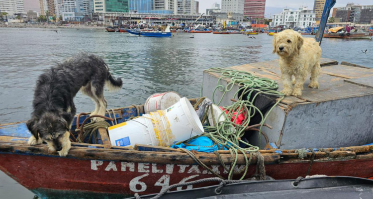 Perritos varados en embarcación en Iquique