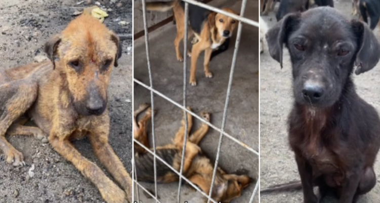 Perros en refugio en Curicó