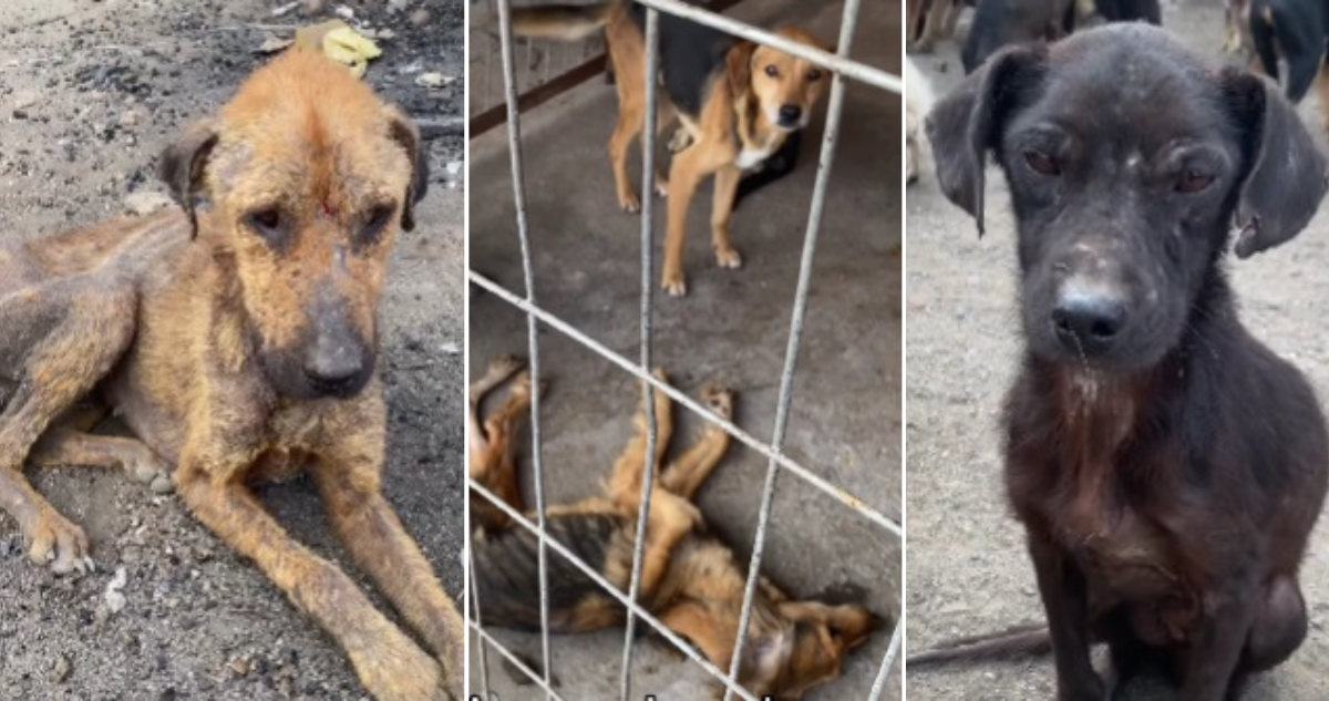 Perros en refugio en Curicó