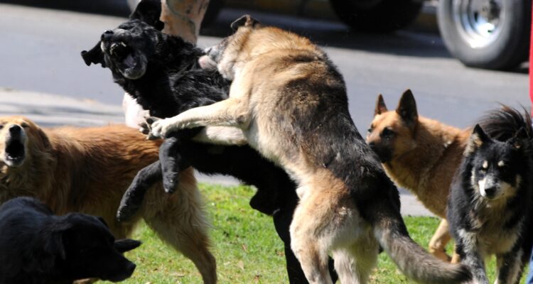perros