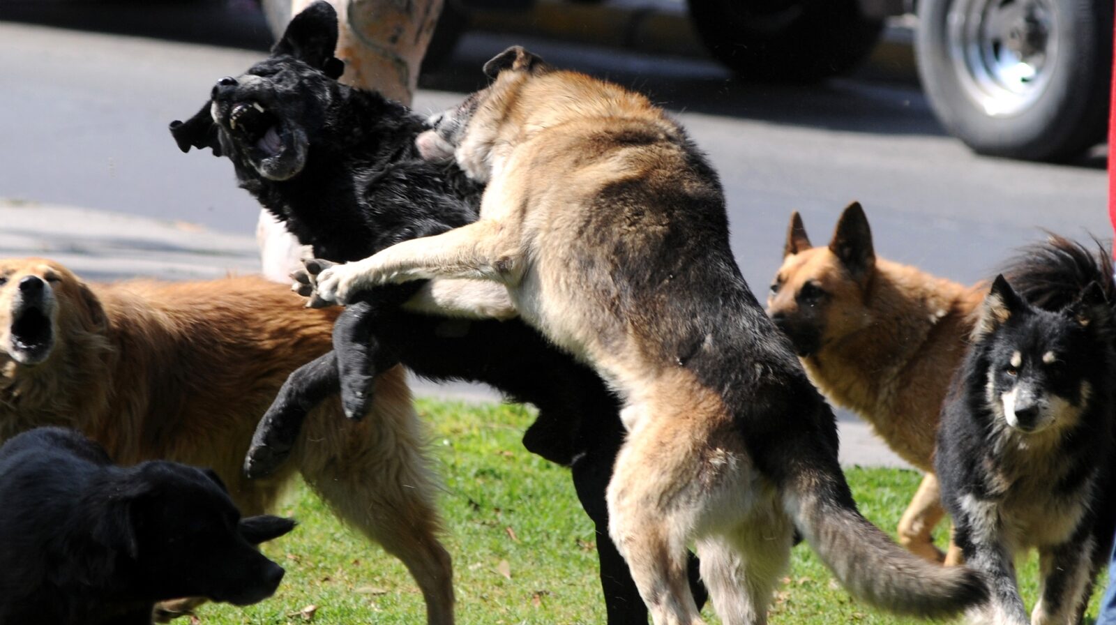 perros